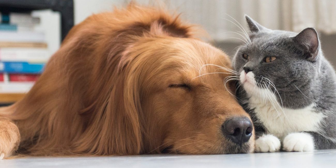 Floor Screeding for Pet-Friendly Spaces