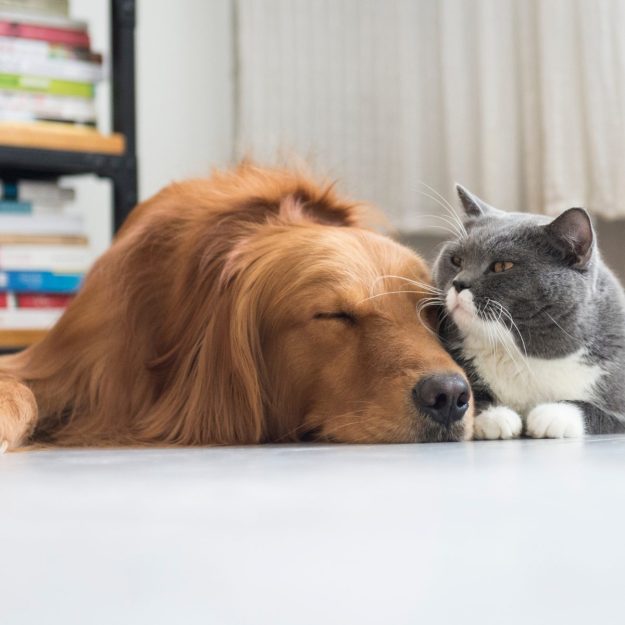 Floor Screeding for Pet-Friendly Spaces