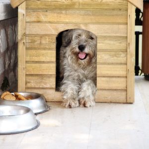 Why Screeding Matters in Boarding Kennels