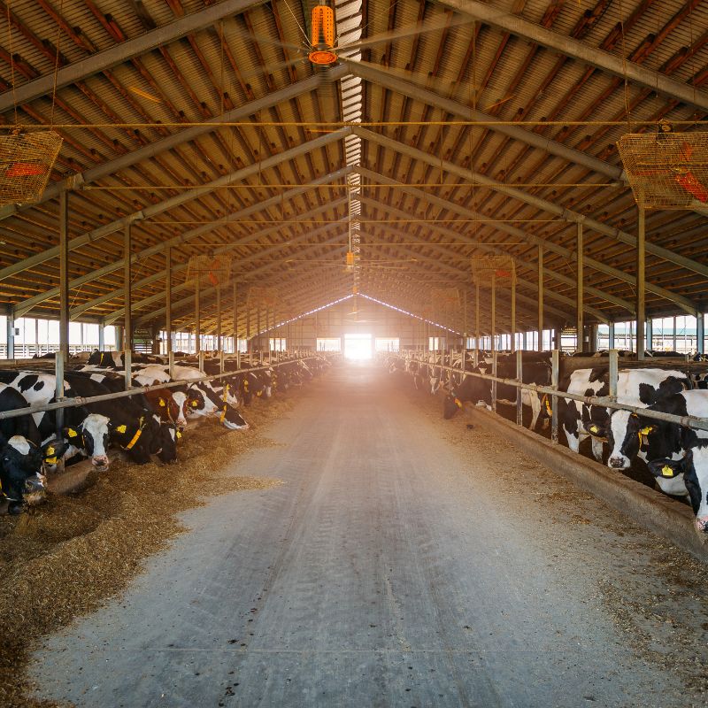 Why Screed Animal Shelters?